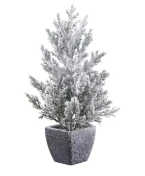 13.5" Snowed Juniper Tree in Pot