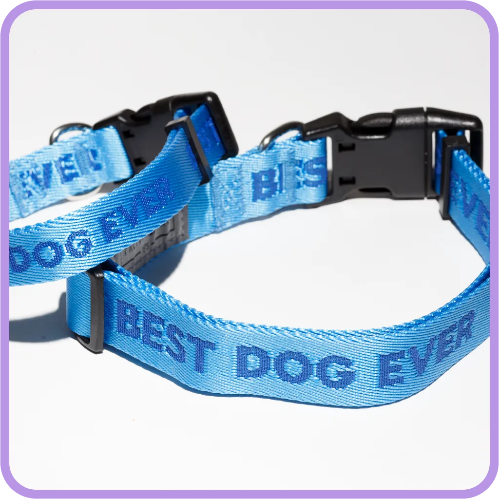 Best Dog Ever (Blue) Dog Collar