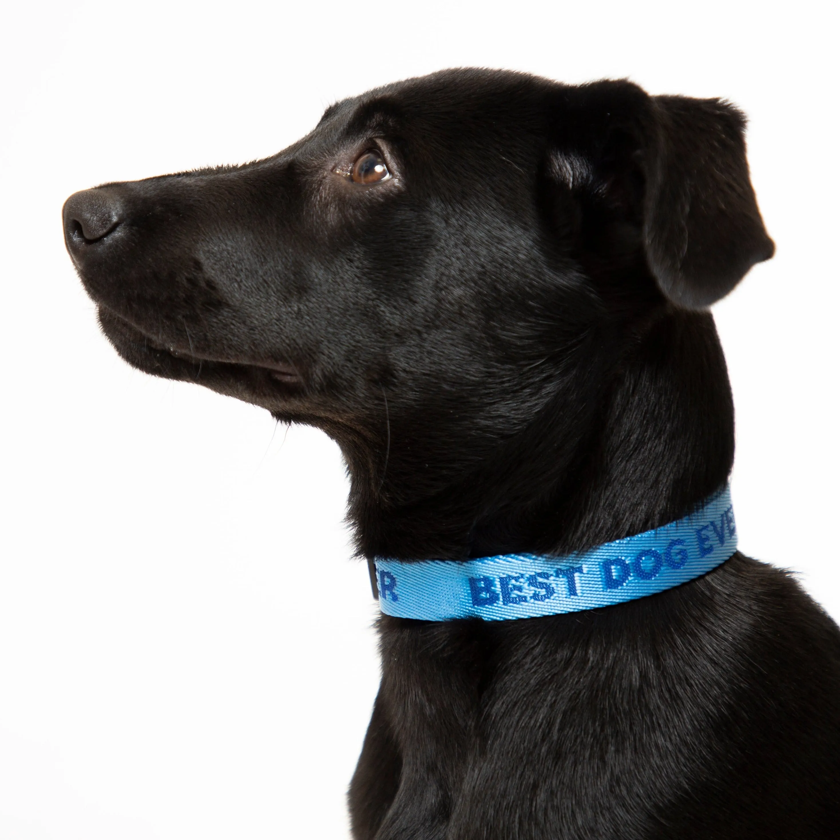 Best Dog Ever (Blue) Dog Collar