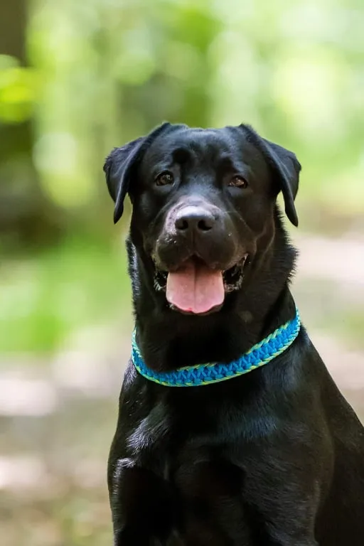 Dragon braid Dog collar