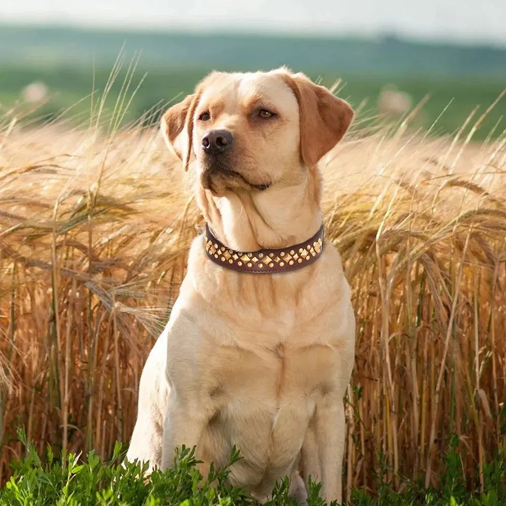 MACHO Pet - Leather Collar With Gold-Tone Studs